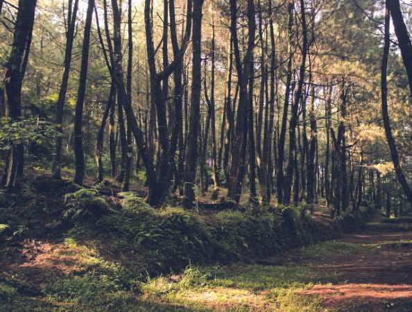 Apr2016-Sacred Groves