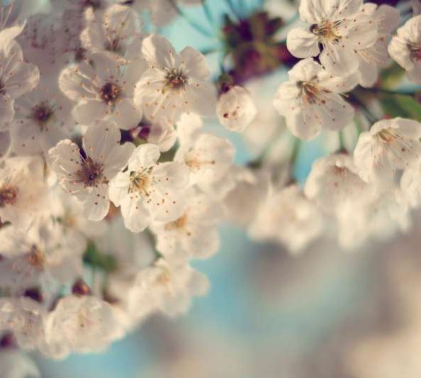 Jul2018-Haiku - Abundance in Brevity