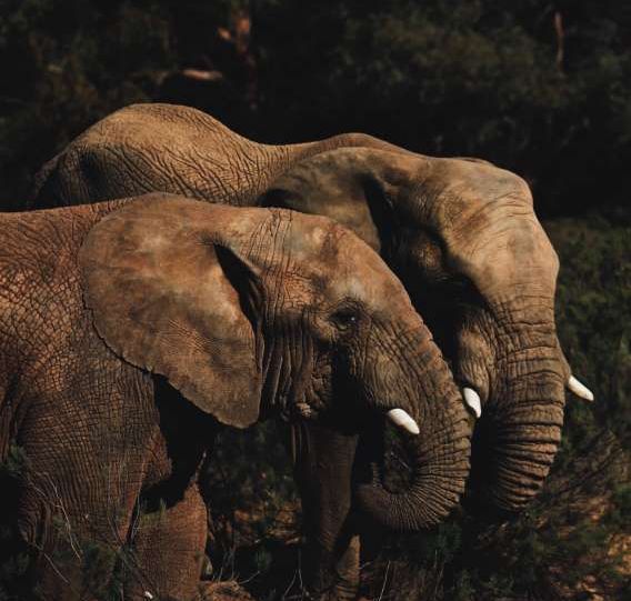 Oct2016-Do Animals have Souls