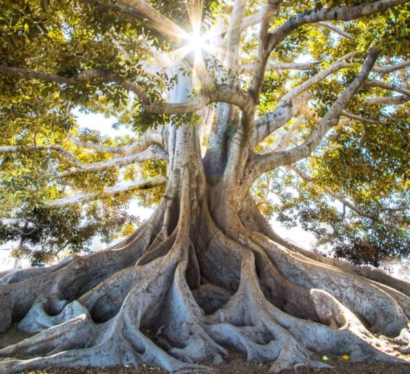 jeremy-bishop-EwKXn5CapA4-unsplash (Large)